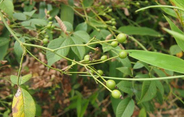 倒鉤刺的應(yīng)用