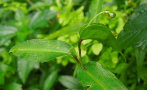 竹節(jié)草的圖片