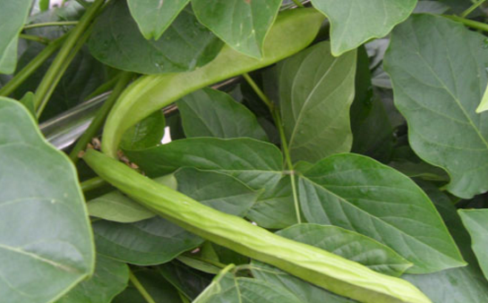 刀豆殼的功效與作用