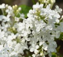 中藥方劑馮了性風(fēng)濕跌打藥酒的配方組成以及藥材介紹！