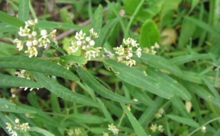 地梢瓜圖片！