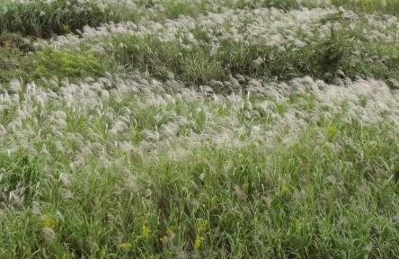 野高粱圖片！