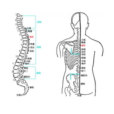 艾灸身柱穴讓孩子更強壯，身柱穴的準確位置及其取穴方法有哪些？