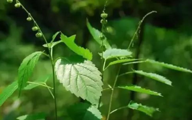 蛋不老的性狀鑒別