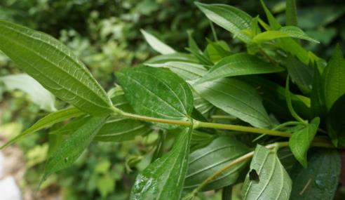 糯米藤圖片！