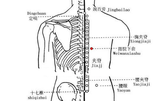 胃脘下俞穴穴位配伍