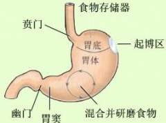 賁門癌有什么治療方法？賁門癌發(fā)病原因的
