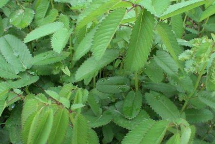 中醫(yī)用地榆治療虎犬壓傷的方法？