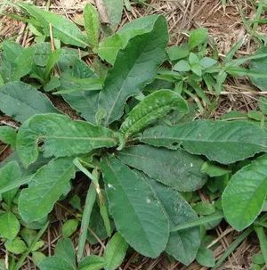 中醫(yī)視角：中藥地膽草的功效與作用及其食用方法有哪些？