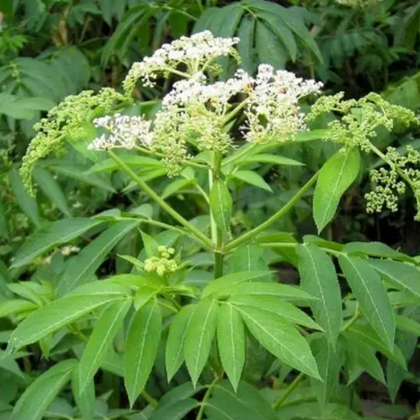  中醫(yī)教你自制接骨草（血滿草）酒可消腫止痛，加速骨折愈合！