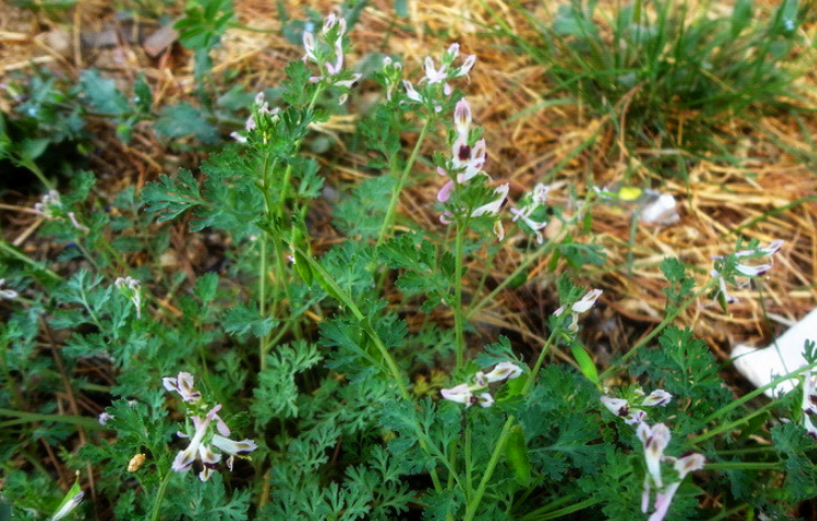 地丁草的種植方法