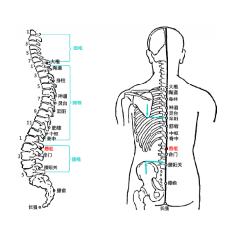 懸樞穴的準(zhǔn)確位置在哪？