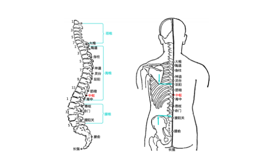 中樞穴的圖片