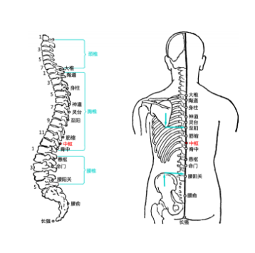 中樞穴疼痛怎么辦？中樞穴的準(zhǔn)確位置及其功效與作用！