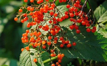 血滿草選方應(yīng)用！