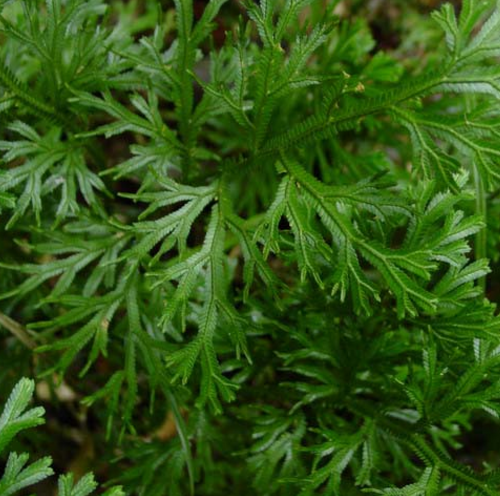 中藥大葉菜的圖片形態(tài)及其藥用功效與應(yīng)用！
