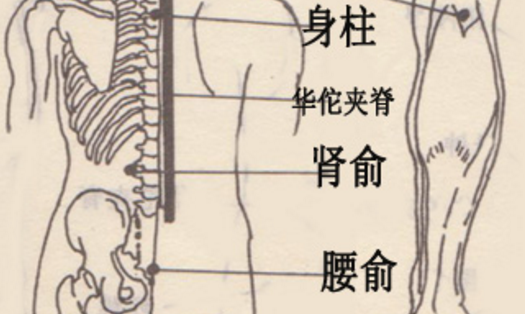 腰俞穴的功效與作用