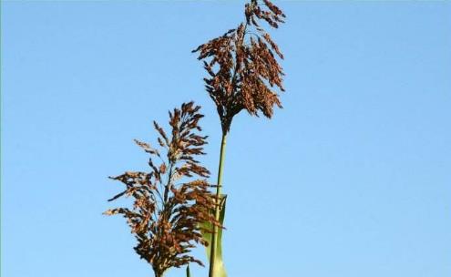 野高粱圖片！