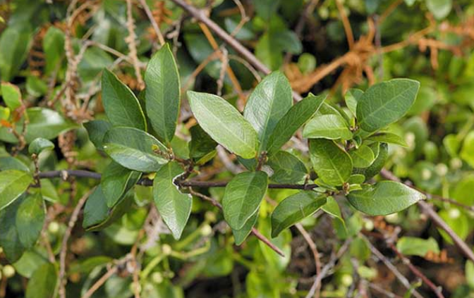 武靴藤配伍應(yīng)用