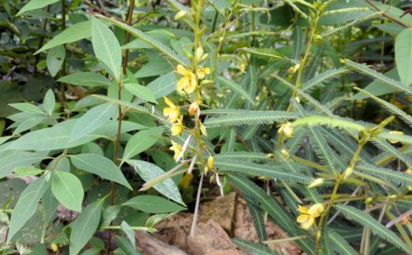 大頭陳的應(yīng)用