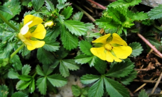 五爪風(fēng)的形態(tài)