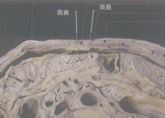 中醫(yī)教你按摩商曲穴治療腹痛及其商曲穴準(zhǔn)確位置！