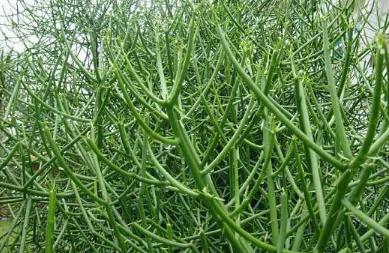 竹節(jié)草圖片！