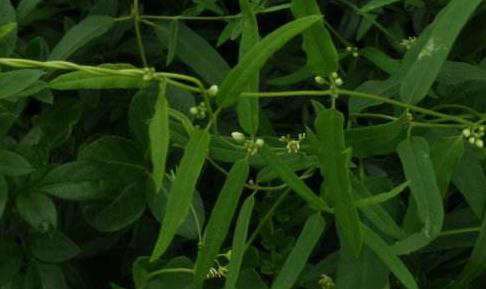 地梢瓜圖片！