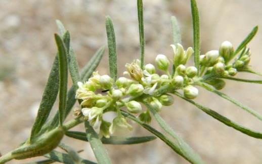 地梢瓜圖片！