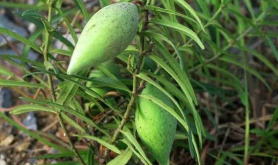 地梢瓜圖片！