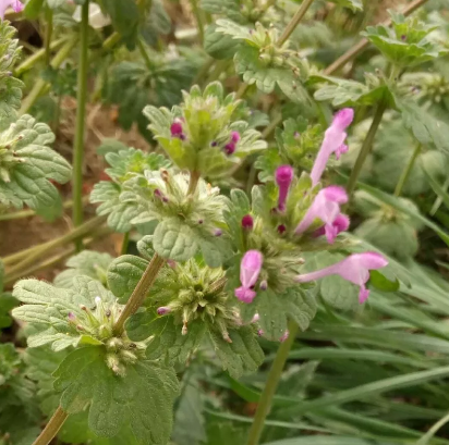 寶蓋草作為農(nóng)村常見的野草，除了能消腫止痛外更是治療骨折的“靈丹妙藥”！