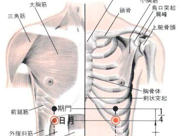 日月穴的功效與作用