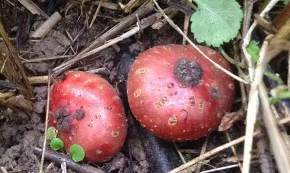 野地瓜的栽培種植