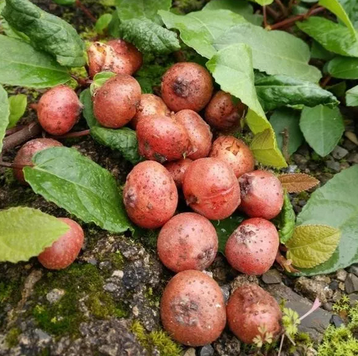 農(nóng)村常見的野地瓜竟是一種藥食兩用的寶貝，快看看你見過嗎？
