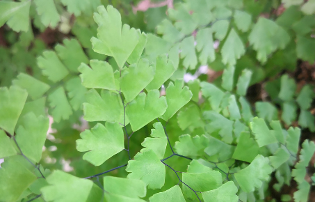 豬鬃草的應(yīng)用