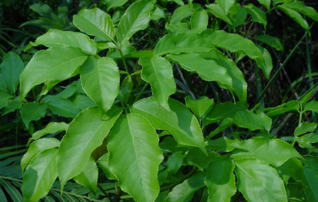 入地金牛的功效與作用