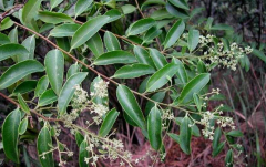 中醫(yī)認(rèn)為酸藤木的功效與作用有哪些？