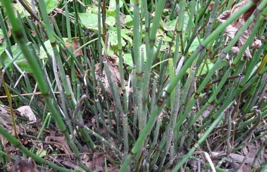 竹節(jié)草圖片！