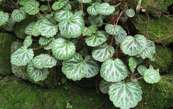 大虎耳草的性狀鑒別