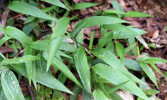 茵陳碎骨子粥治療熱病效果極佳！茵陳碎骨子粥的食用禁忌