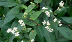 中醫(yī)認(rèn)為赤脛散具有清熱解毒的功效，那赤脛散長什么樣?