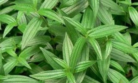 中藥糯米藤治病藥方！