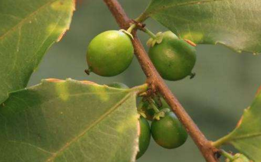 大風子油的形態(tài)特征