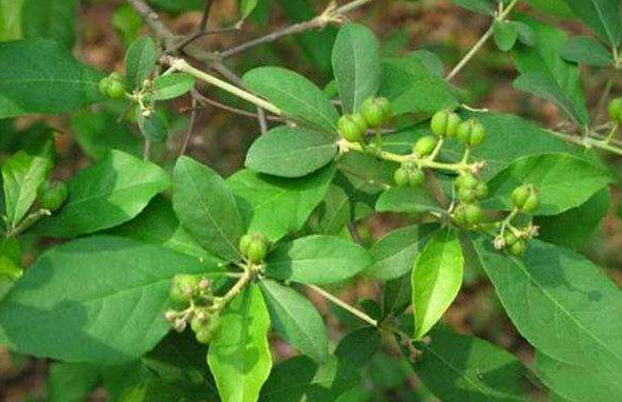 大風子油的用法