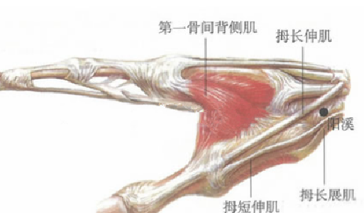 陽(yáng)溪穴的功效與作用