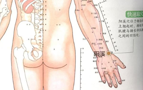 陽(yáng)溪穴位置