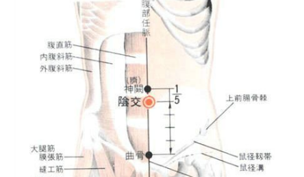陰交穴位置