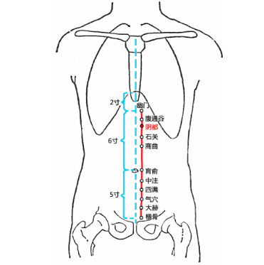 陰都穴的準(zhǔn)確位置及其按摩陰都穴的功效與作用有哪些？
