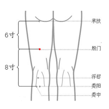 殷門穴的準確位置在哪？按摩殷門穴的方法及其功效與作用有哪些？
