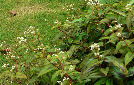 赤脛散的功效與作用